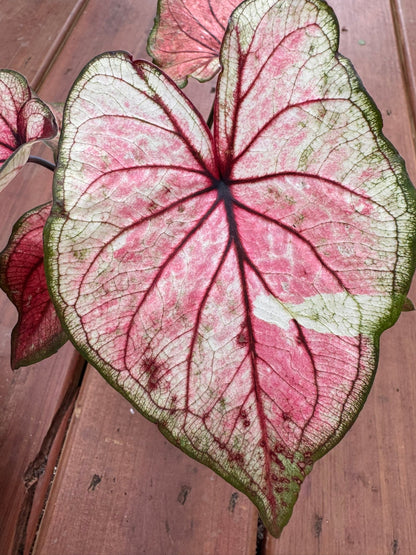 4" Caladium Heart To Heart Xplosion
