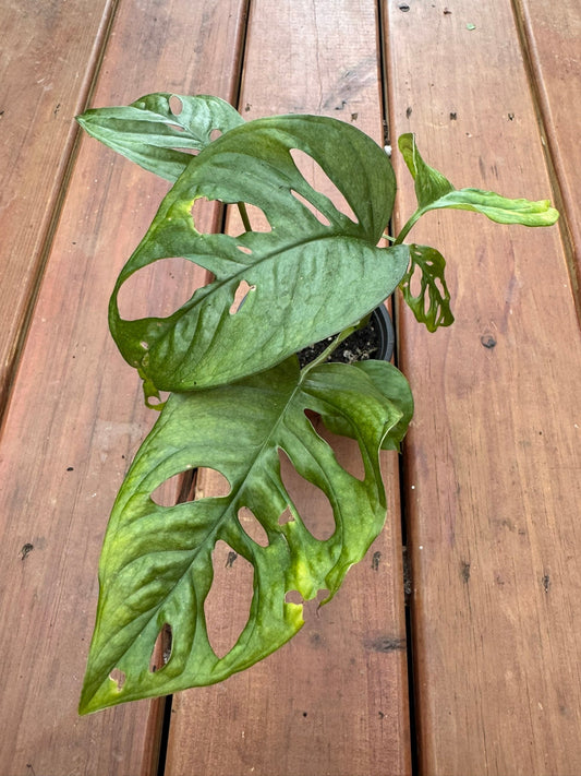 4" Monstera Adansonii
