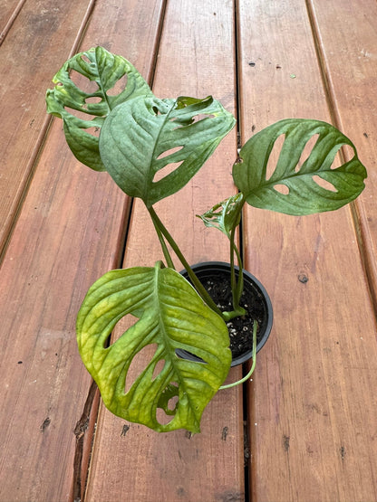 4" Monstera Adansonii