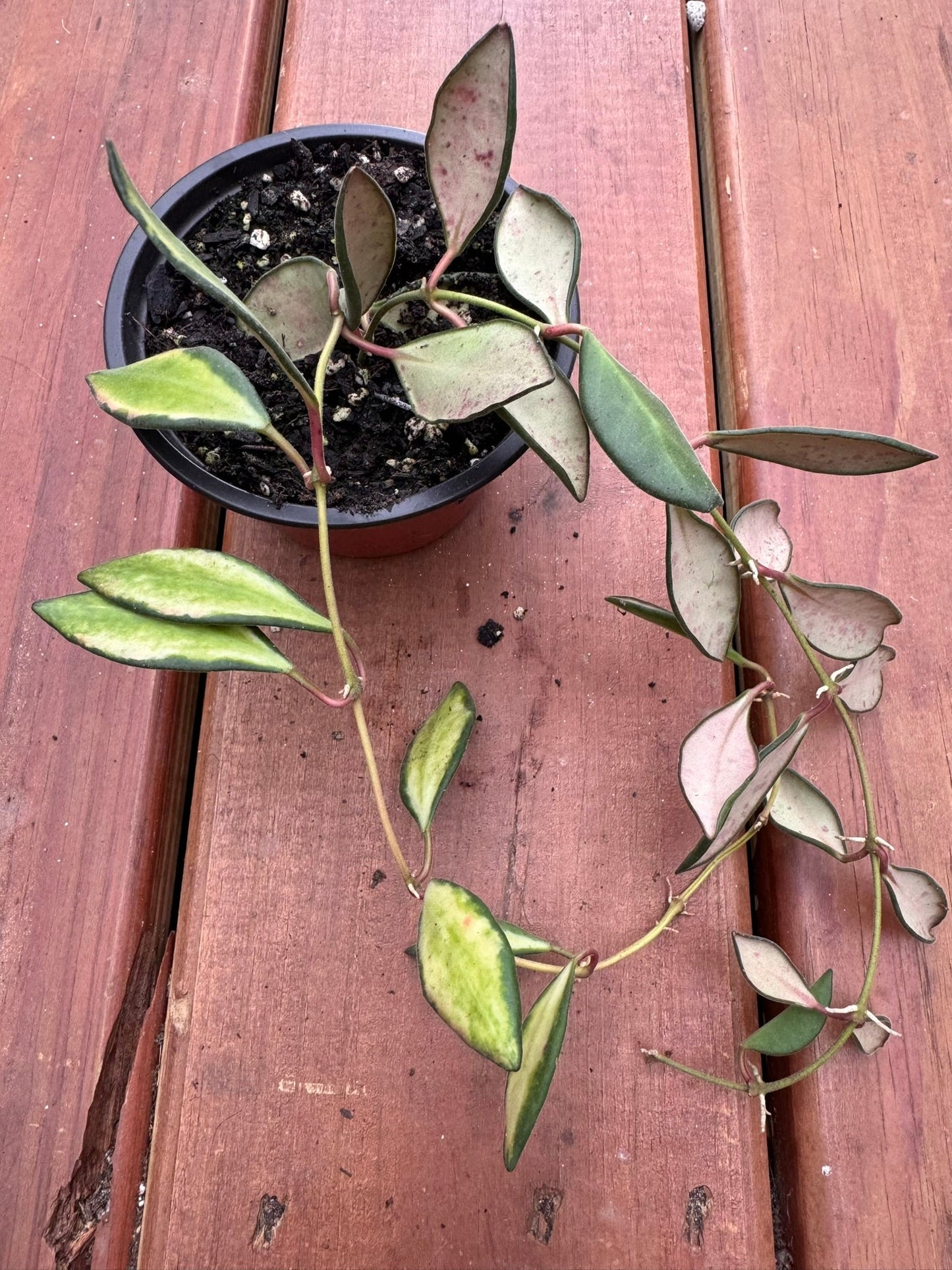 4" Hoya Variegated Burtonaie