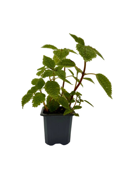 冷水花“月光谷” - 4英寸盆栽