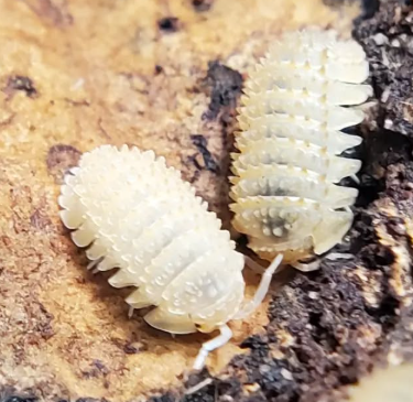Cristarmadillidium muricatum (Cochinilla piña espinosa)