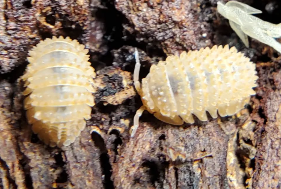 Cristarmadillidium muricatum (Cochinilla piña espinosa)