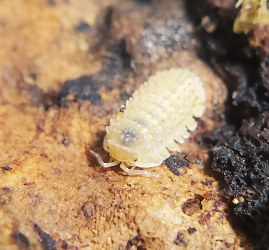 Cristarmadillidium muricatum (Cochinilla piña espinosa)