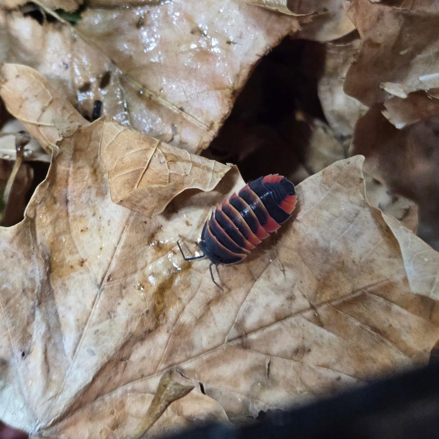 Ardientella sp. Abeja Ámbar