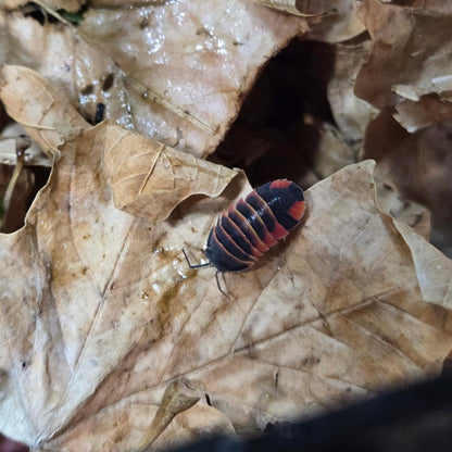 Ardientella sp. Abeja Ámbar