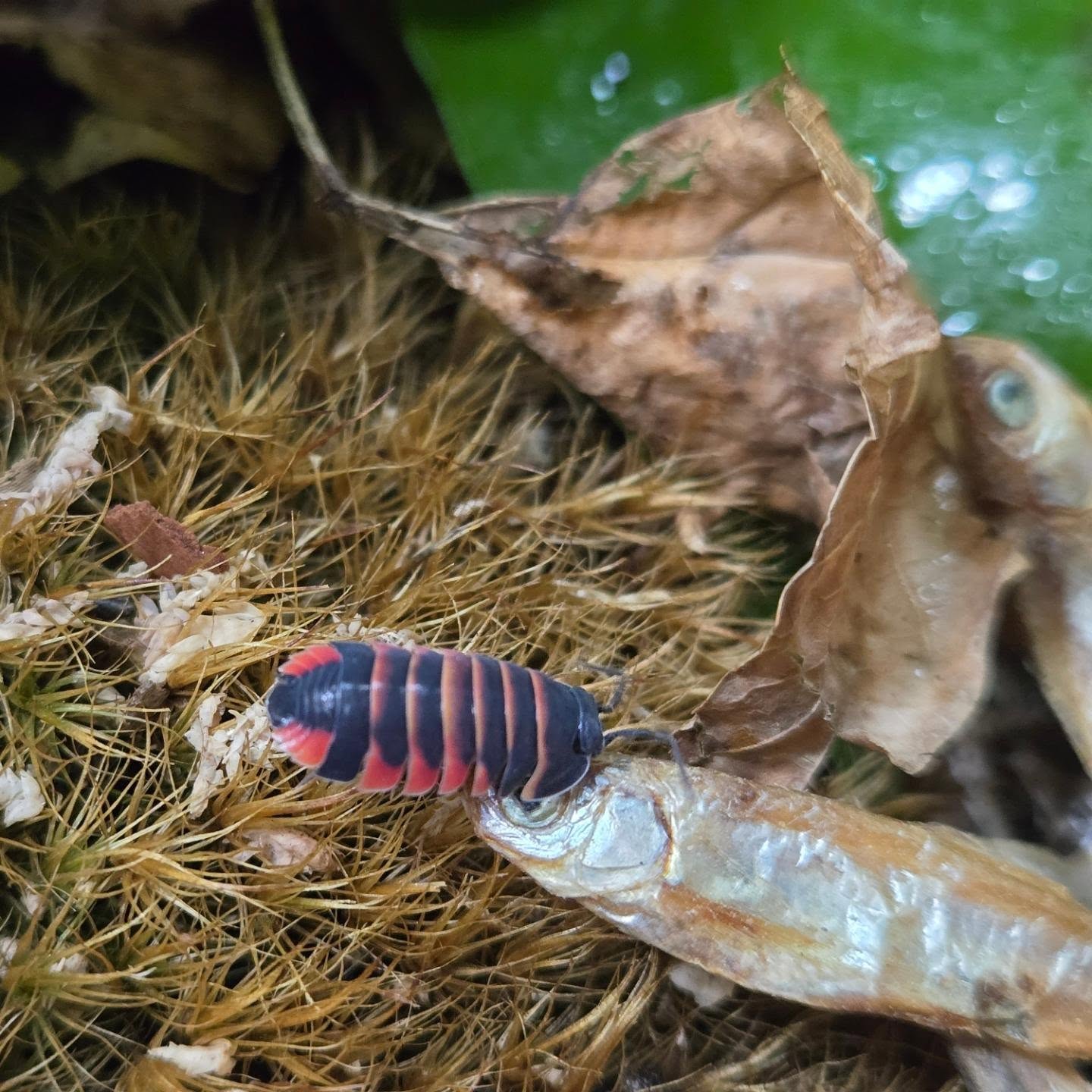 Ardientella sp. Abeja Ámbar