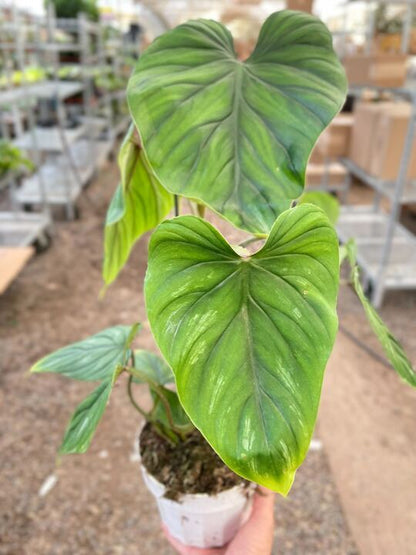 Filodendro Plowmanii