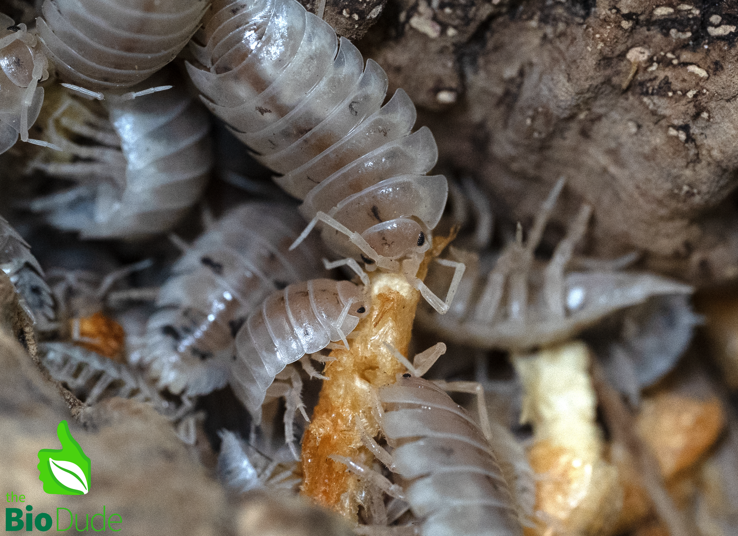 Krill liofilizado Isopod Crunchies 3 unidades – Alimento alto en proteínas 14 g - DS